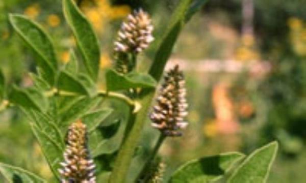 پوستی بدون لک با عصاره شیرین بیان پوستی بدون لک با عصاره شیرین بیان