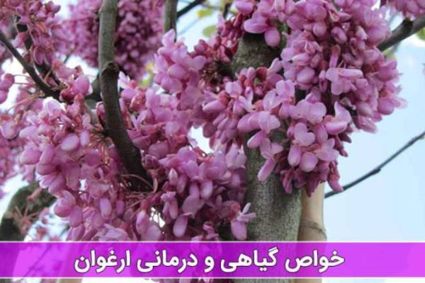 گیاه ارغوان چه خاصیت دارویی دارد؟ گیاه ارغوان چه خاصیت دارویی دارد؟