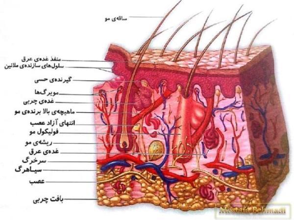 گونه های مختلف سرطان پوست