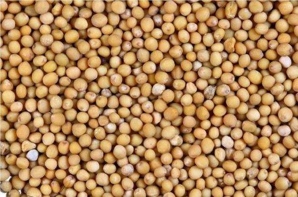 آشنایی با بعضی خواص دانه خردل