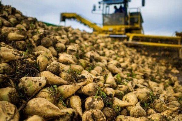 پیش بینی برداشت 3500 تن محصول چغندرقند از مزارع هشترود پیش بینی برداشت 3500 تن محصول چغندرقند از مزارع هشترود