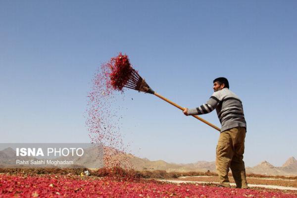 زمان عرضه به بازار و قیمت گذاری زرشک در اختیار خراسان جنوبی زمان عرضه به بازار و قیمت گذاری زرشک در اختیار خراسان جنوبی باشد