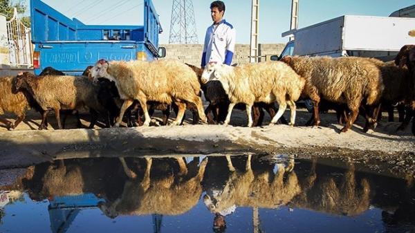 قیمت خرید حمایتی دام روستایی برای هر کیلو گوسفند نر 62 هزار قیمت خرید حمایتی دام روستایی برای هر کیلو گوسفند نر 62 هزار تومان اعلام شد