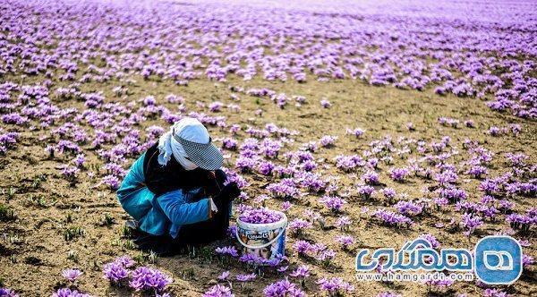 تاکید بر ضرورت ثبت جهانی میراث ناملموس زعفران تربت حیدریه تاکید بر ضرورت ثبت جهانی میراث ناملموس زعفران تربت حیدریه