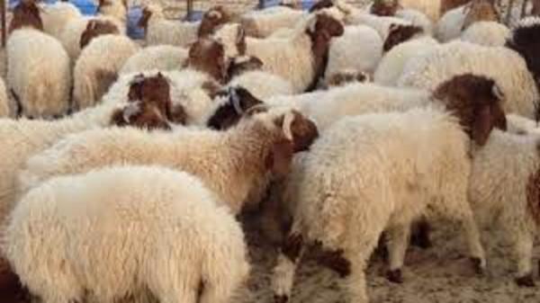 پلاک کوبی دام در دلگان پلاک کوبی دام در دلگان