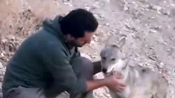 فیلم رفاقت محیط بان ایلامی با یک گرگ ، شوکه می شوید !