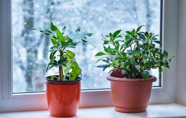 8 نکته مهم برای مراقبت زمستانی از گیاهان آپارتمانی